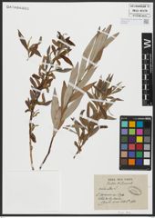 Foto von Salix alba L.
